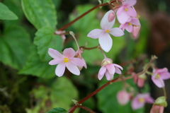 Begonia crenata